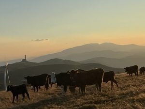 Китайските фирми за изкуствен интелект пускат конкуренти на DeepSeek в задвижване с отворен код