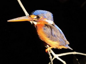 EngineAI разкрива първия в света хуманоиден робот, способен да извършва предно обръщане · TechNode