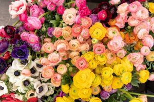 The Language of Flowers | Single Parents on Holiday