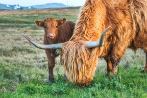 Discover Scotland’s legends: a family guide to castles, coasts, and city magic