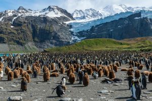 Your Guide To St. Andrews Bay, South Georgia Island (2025)
